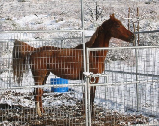 This is a mountain horse. Do you see a winter blanket on her?