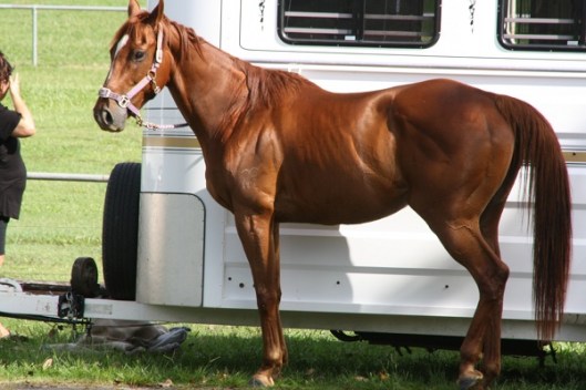 This is a nicely-bred Australian horse, probably a Thoroughbred hunter/jumper. As in the United States, horses are not native to Australia.