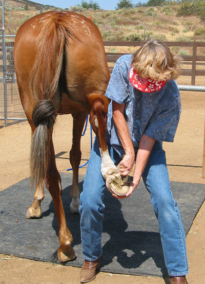 I was trying to clean Prim’s feet but her tail kept blowing in my face.  So I knotted it.  Her tail, not her feet.