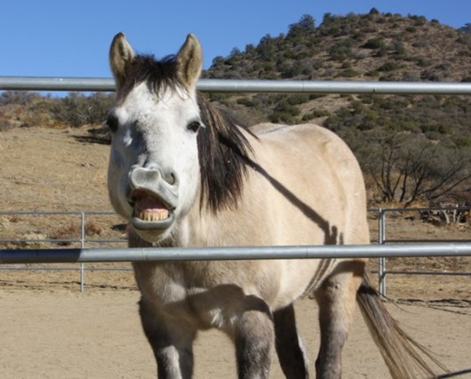 Gunsmoke exhibiting a flehmen response.