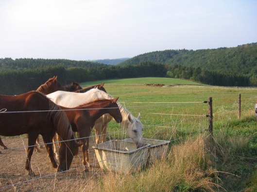 In climates with plenty of rainfall, like parts of Germany, horses can and do live on pasture grass—at least during the summer.