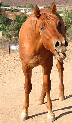Is this horse yawning or choking?  Before you call the vet, check your horse's vital signs. (He's yawning.)