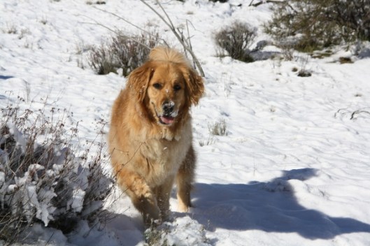 Trail dog in the snow—when the wind’s not blowing