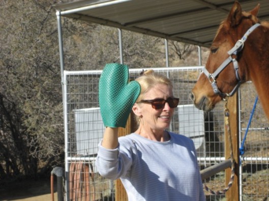 I’m introducing Prim to a rubber curry mitt.  She’s excitable and has never bitten anything except her food.  Gunner is curious and mouthy.  I stand much farther away from him when I introduce him to anything new, so he can sniff it but not grab it. 