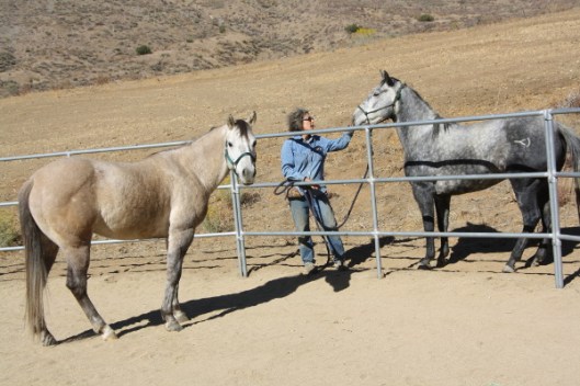 These two American Quarter Horses--Gunsmoke, inside the corral, and Prada, the gray on the right--have the same sire but different dams.