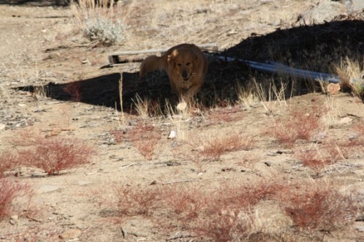 The Invisible Trail Dog