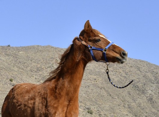The flimsy leather crownpiece of this halter means the halter will break if your horse gets himself hung up on something.  (Photo by Charles Hood)