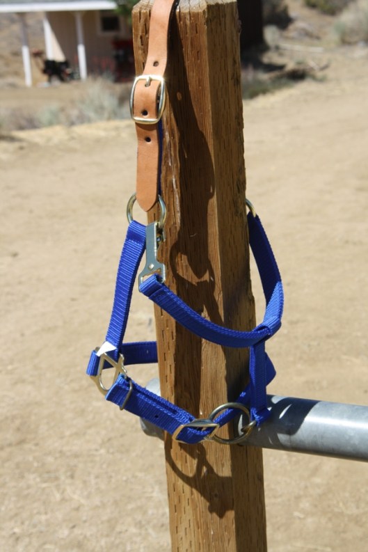 The throatlatch of this breakaway halter is fastened to the top ring of the cheekpiece by a snap facing in (and into the horse's face) instead of out.  This breakaway halter is defective. (Photo by Joan Fry)