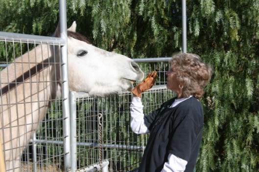 Hand-feeding a horse that bites, or threatens to bite:  Not smart.  (Photo by Andrea.)