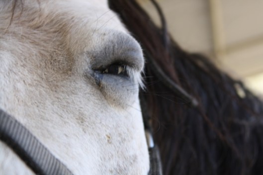 Even a first-time owner would know something awful has happened to her horse.  (Photo by Joan Fry)