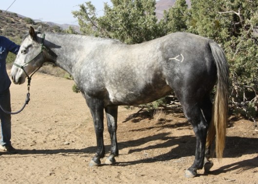 Prada, a young Quarter Horse mare. (Photo by Joan Fry)