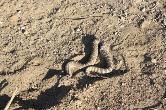 First rattlesnake of the season.  John killed the second rattlesnake of the season two hours later.  (Photo by Joan Fry)