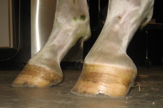 The foot closest to viewer is a club foot.  Compare the heel to the heel of the hoof   on the left.  The angle of the club foot is completely different.  (Photo by www.horseadvice.com)