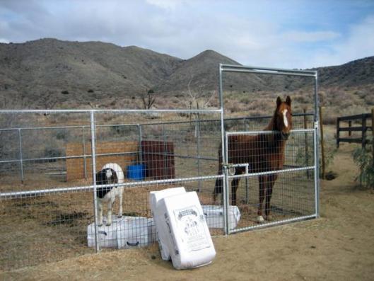 One of Prim's first roommates--a goat named Franklin.  The corral is 24' x 24' and bedded in shavings.  (Photo by Joan Fry)