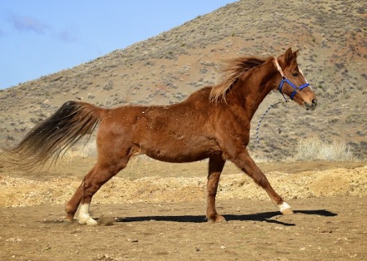 Prim with this year's new manure disposal site behind her.  (Photo by Charles Hood)