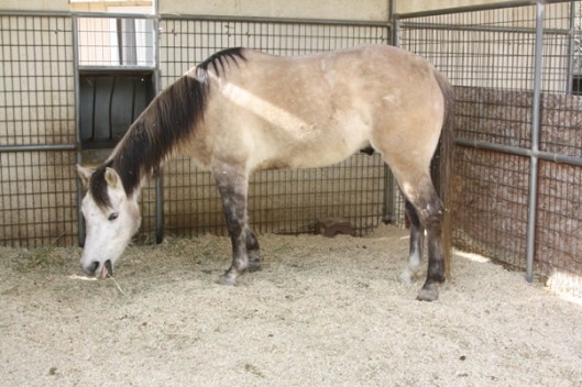 Even when you provide them with a feeder, most horses prefer to yank the hay out and eat it at ground level.  (Photo by Joan Fry)
