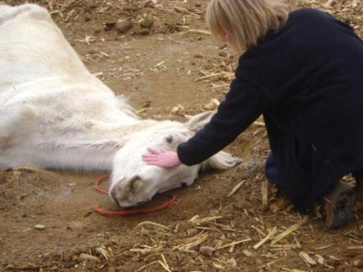 This downed, emaciated horse spends his last moments with a loving human.  He died before he could be slaughtered.  Posted by Animals' Angels, a rescue group.  (Photo by canadianhorsedefencecoalition.wordpress.com)