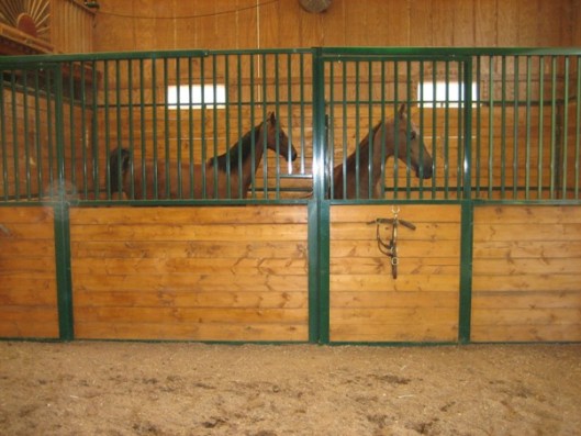 Show horses have shavings in the barn aisle as well as their stalls.  (Photo by Joan Fry)