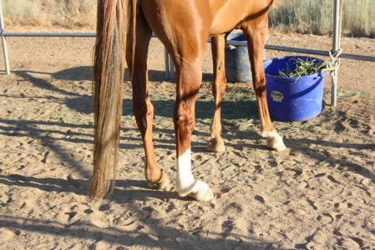 Notice that Prim's hind legs are almost vertical while her hind pasterns (as opposed to her pasterns in front) are almost horizontal.  (Photo by Joan Fry)