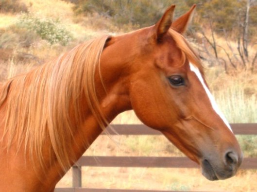 Prim.  (Photo by Joan Fry)