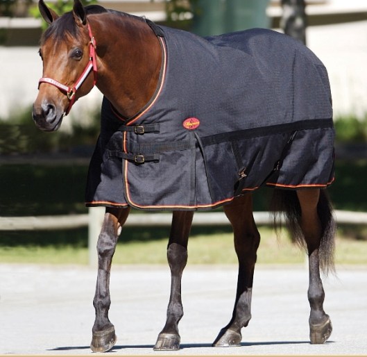 A blanketed horse.  (Photo by www.horsejournals.com)