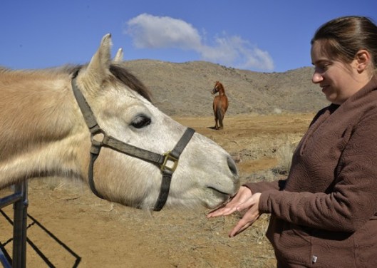 Two horses and a human, all three dressed for the cold weather.  (Photo by Charles Hood)