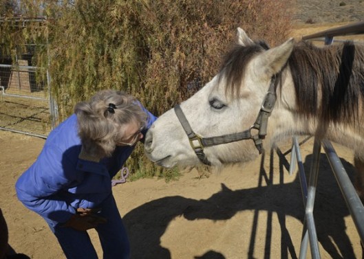 Because of the shape of Gunsmoke's head, it's also hard to find halters to fit.  (Photo by Charles Hood)